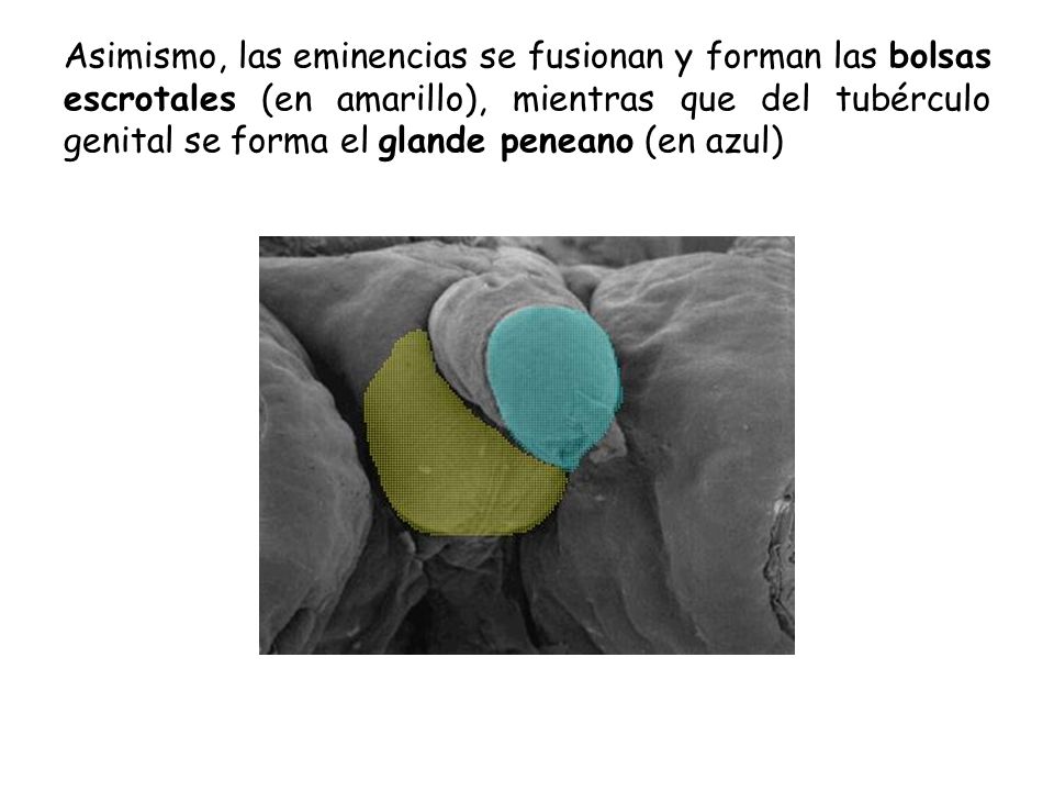 Asimismo, las eminencias se fusionan y forman las bolsas escrotales (en amarillo), mientras que del tubérculo genital se forma el glande peneano (en azul)