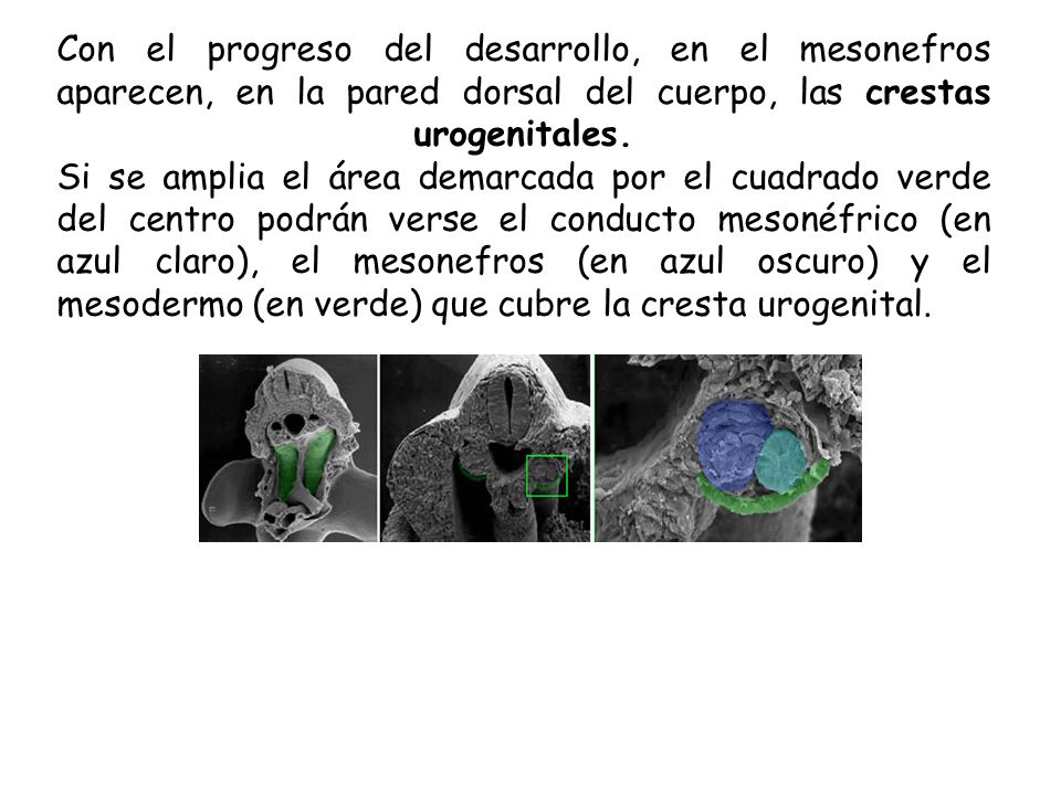 Con el progreso del desarrollo, en el mesonefros aparecen, en la pared dorsal del cuerpo, las crestas urogenitales.