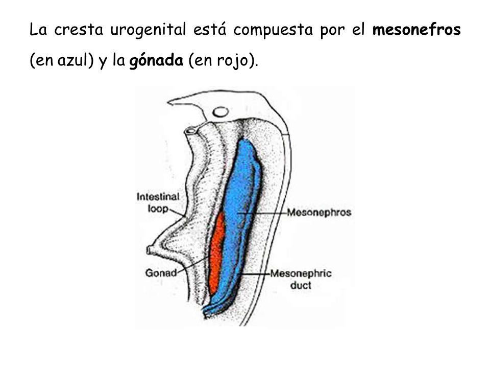 La cresta urogenital está compuesta por el mesonefros (en azul) y la gónada (en rojo).