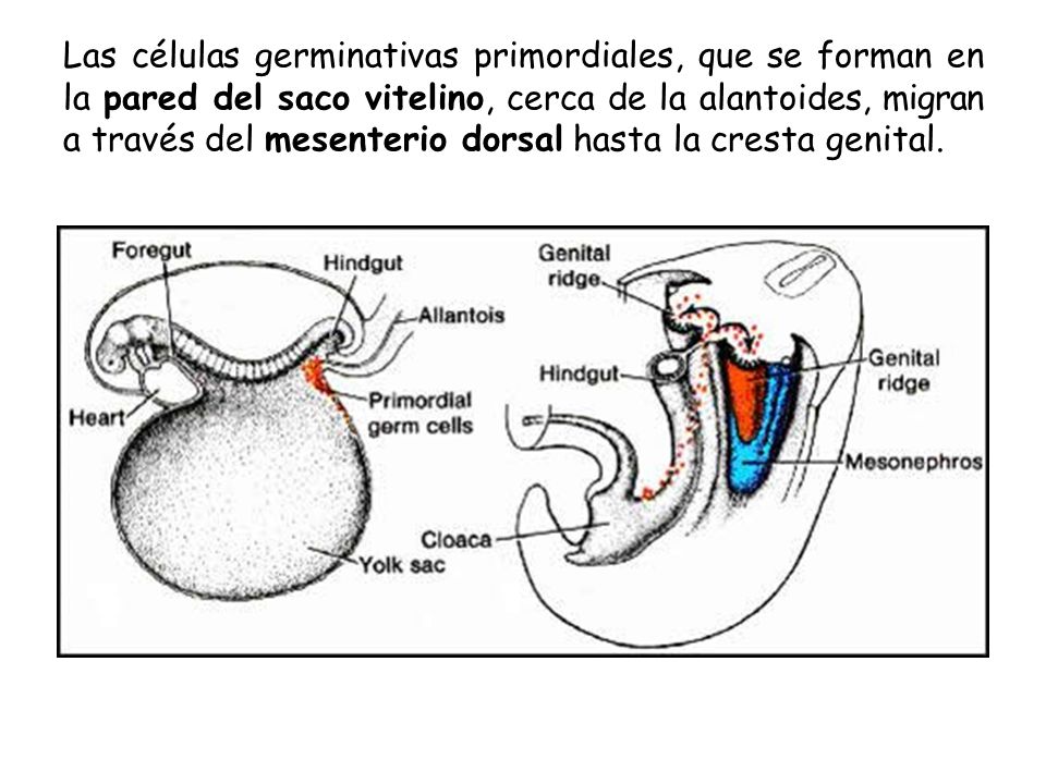 Las células germinativas primordiales, que se forman en la pared del saco vitelino, cerca de la alantoides, migran a través del mesenterio dorsal hasta la cresta genital.