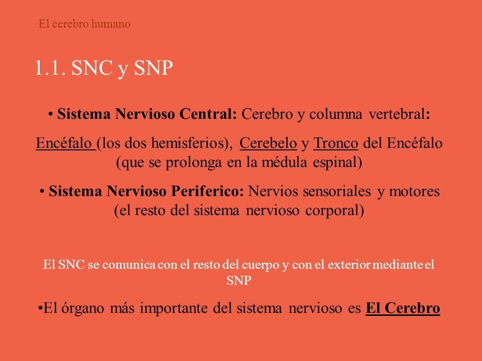 1.1. SNC y SNP Sistema Nervioso Central: Cerebro y columna vertebral: