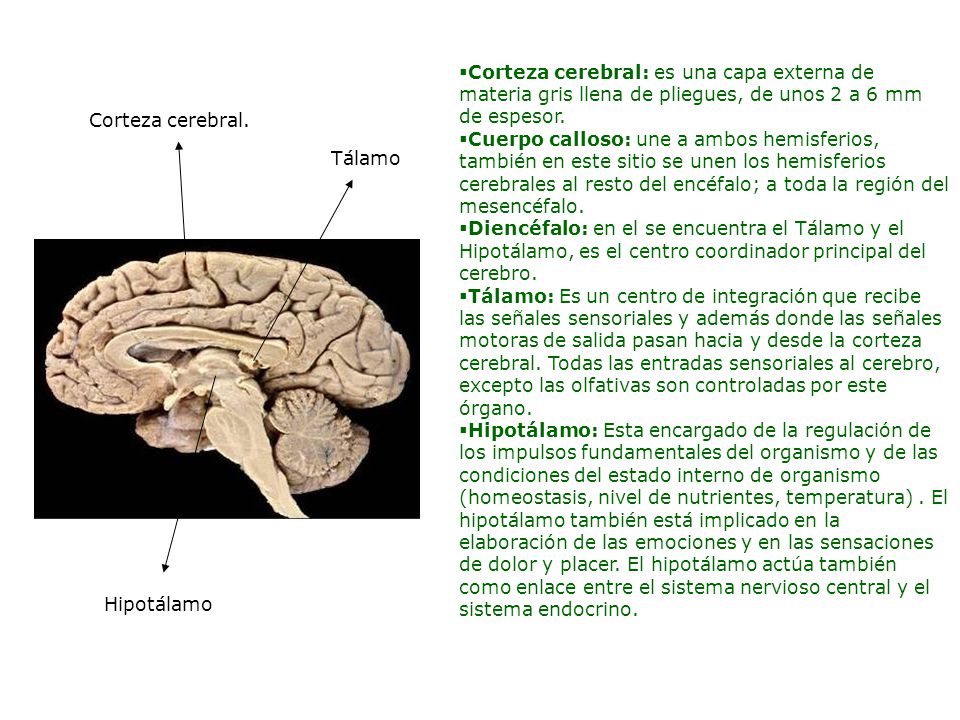 Corteza cerebral: es una capa externa de materia gris llena de pliegues, de unos 2 a 6 mm de espesor.