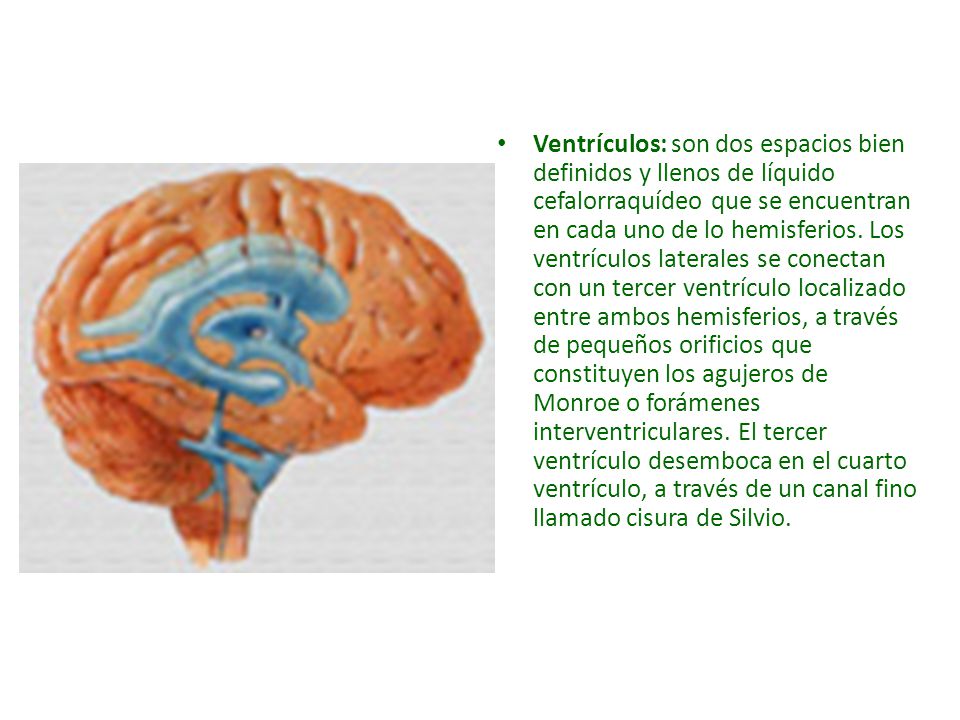 Ventrículos: son dos espacios bien definidos y llenos de líquido cefalorraquídeo que se encuentran en cada uno de lo hemisferios.