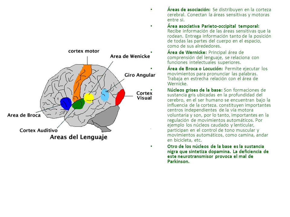 Áreas de asociación: Se distribuyen en la corteza cerebral