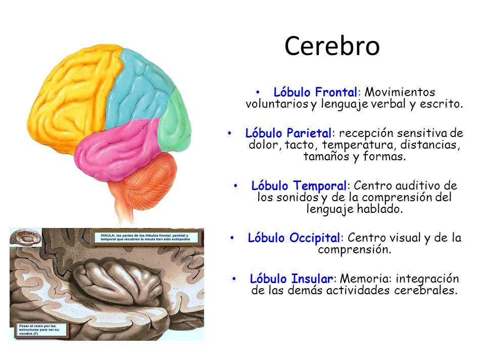 Cerebro Lóbulo Frontal: Movimientos voluntarios y lenguaje verbal y escrito.