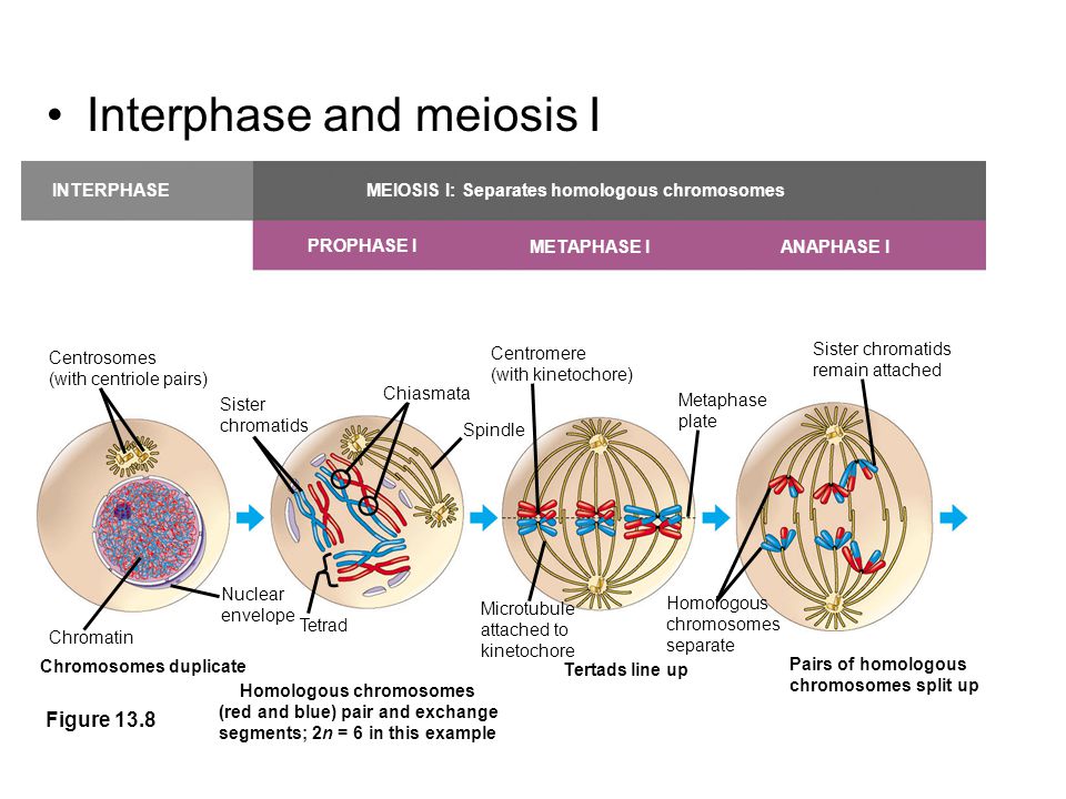 Interphase and meiosis I