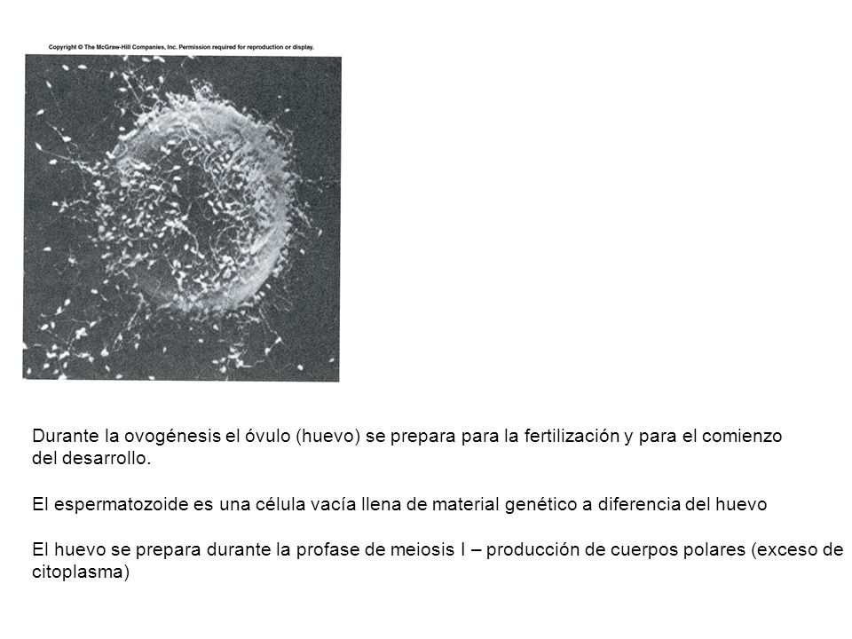 Durante la ovogénesis el óvulo (huevo) se prepara para la fertilización y para el comienzo