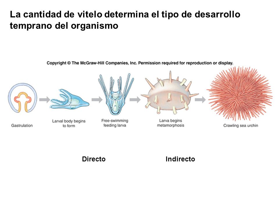 La cantidad de vitelo determina el tipo de desarrollo temprano del organismo