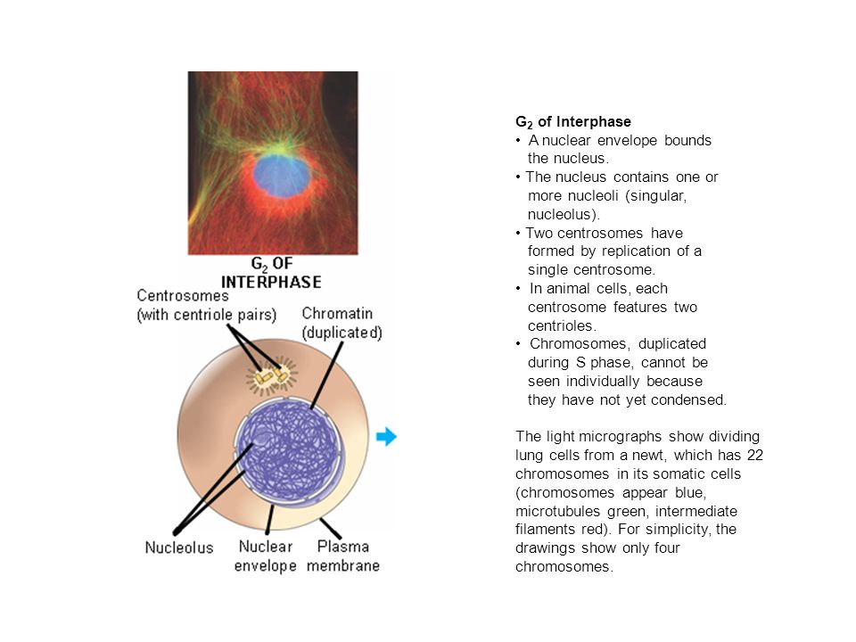 G2 of Interphase A nuclear envelope bounds the nucleus. The nucleus contains one or more nucleoli (singular, nucleolus).