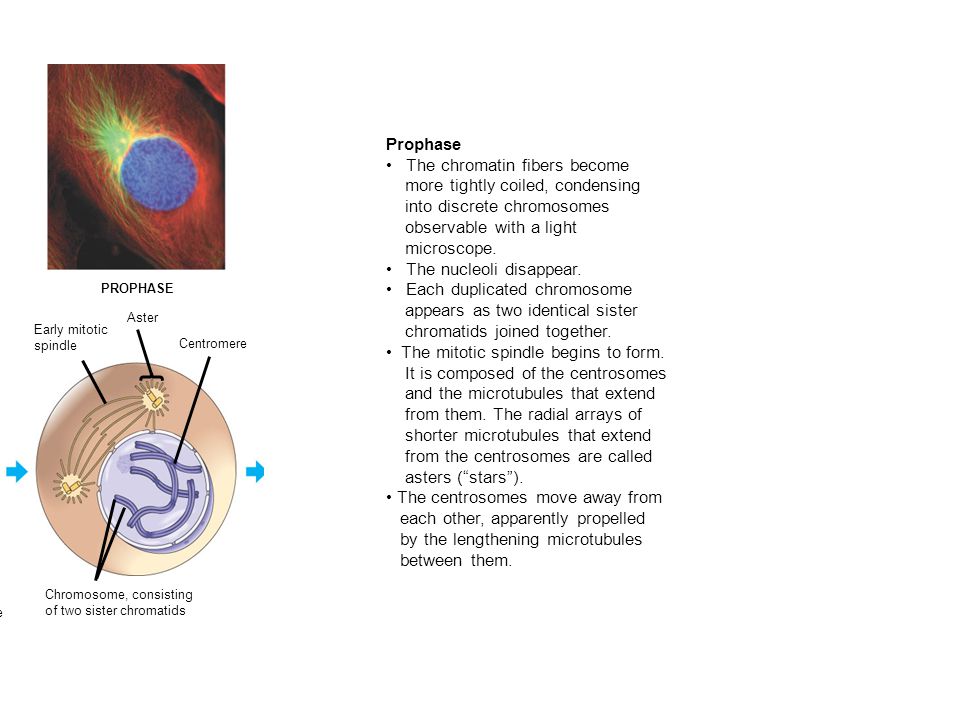 G2 OF INTERPHASE PROPHASE. PROMETAPHASE. Centrosomes (with centriole pairs) Chromatin (duplicated)