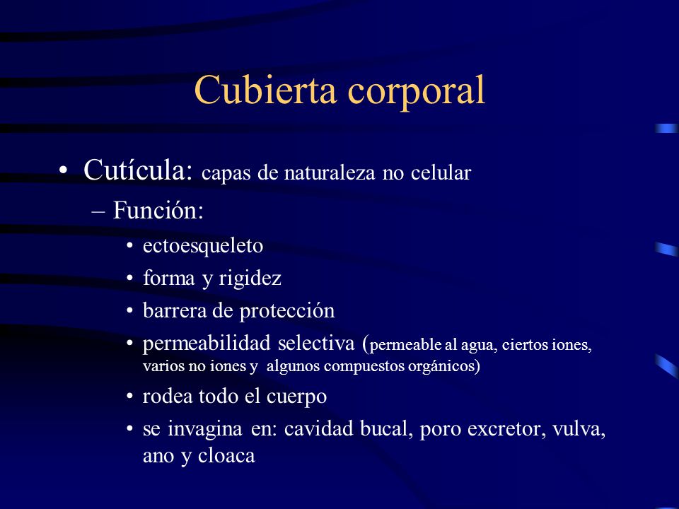 Cubierta corporal Cutícula: capas de naturaleza no celular Función: