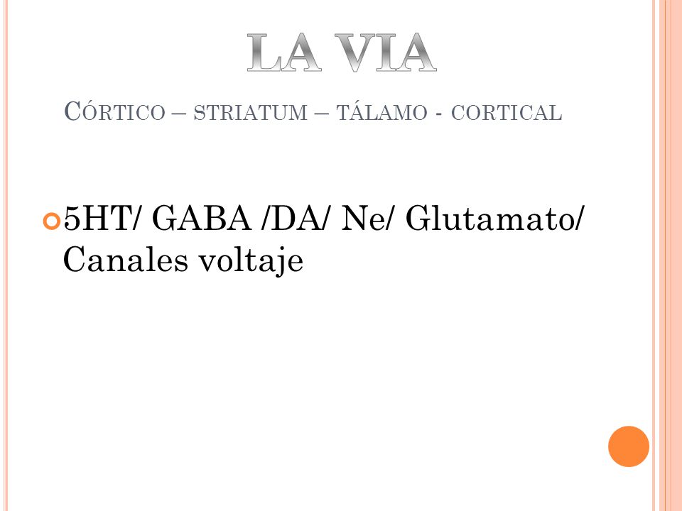 Córtico – striatum – tálamo - cortical