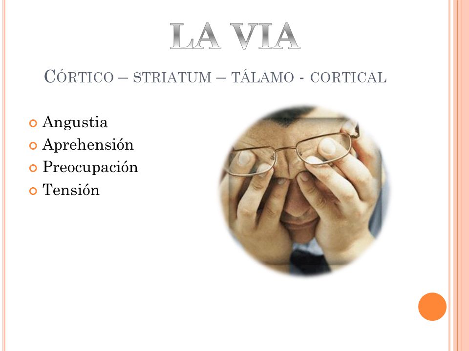 Córtico – striatum – tálamo - cortical