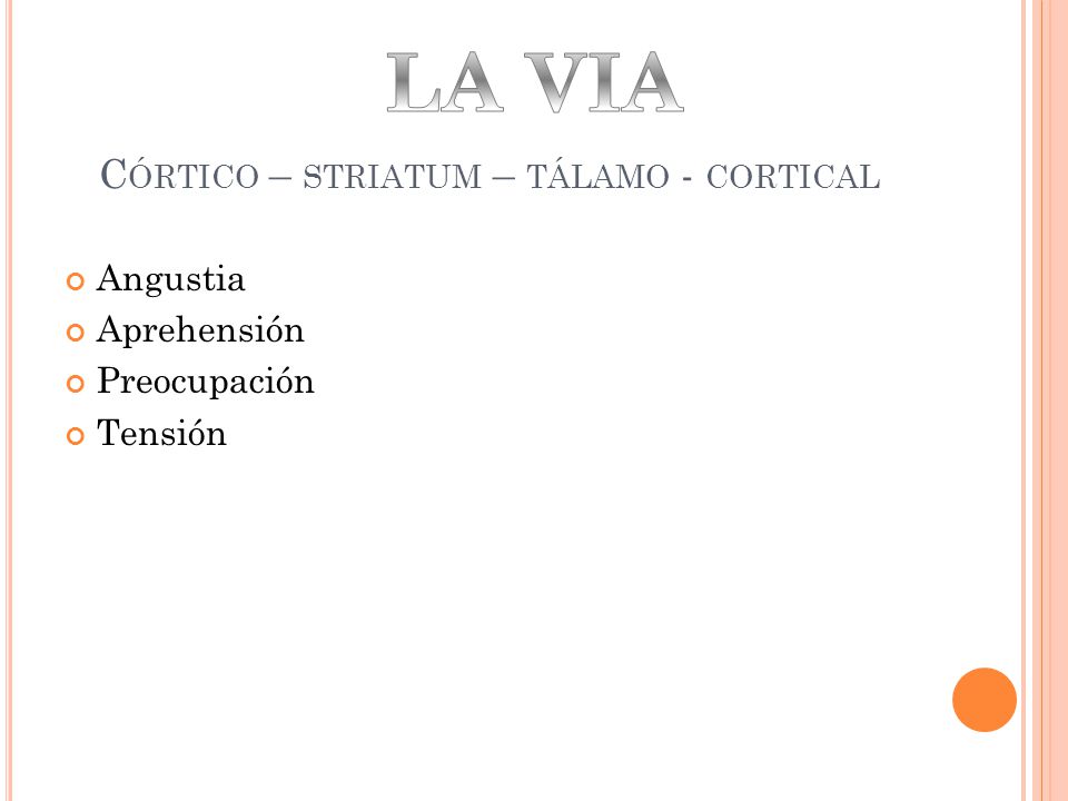 Córtico – striatum – tálamo - cortical