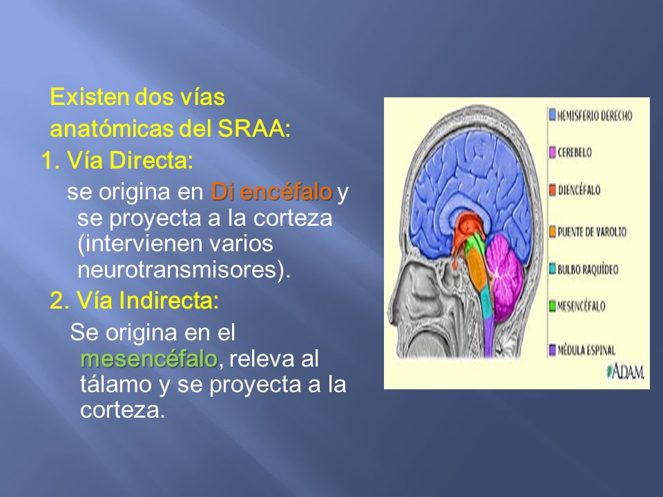 Existen dos vías anatómicas del SRAA: 1. Vía Directa: se origina en Di encéfalo y se proyecta a la corteza (intervienen varios neurotransmisores).