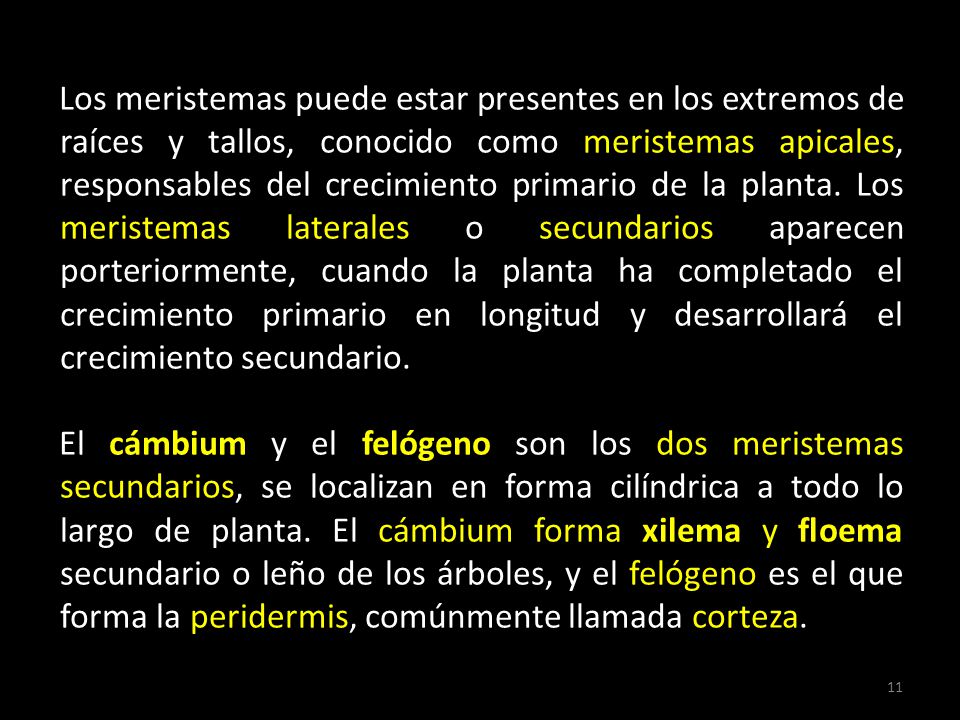 Los meristemas puede estar presentes en los extremos de raíces y tallos, conocido como meristemas apicales, responsables del crecimiento primario de la planta. Los meristemas laterales o secundarios aparecen porteriormente, cuando la planta ha completado el crecimiento primario en longitud y desarrollará el crecimiento secundario.