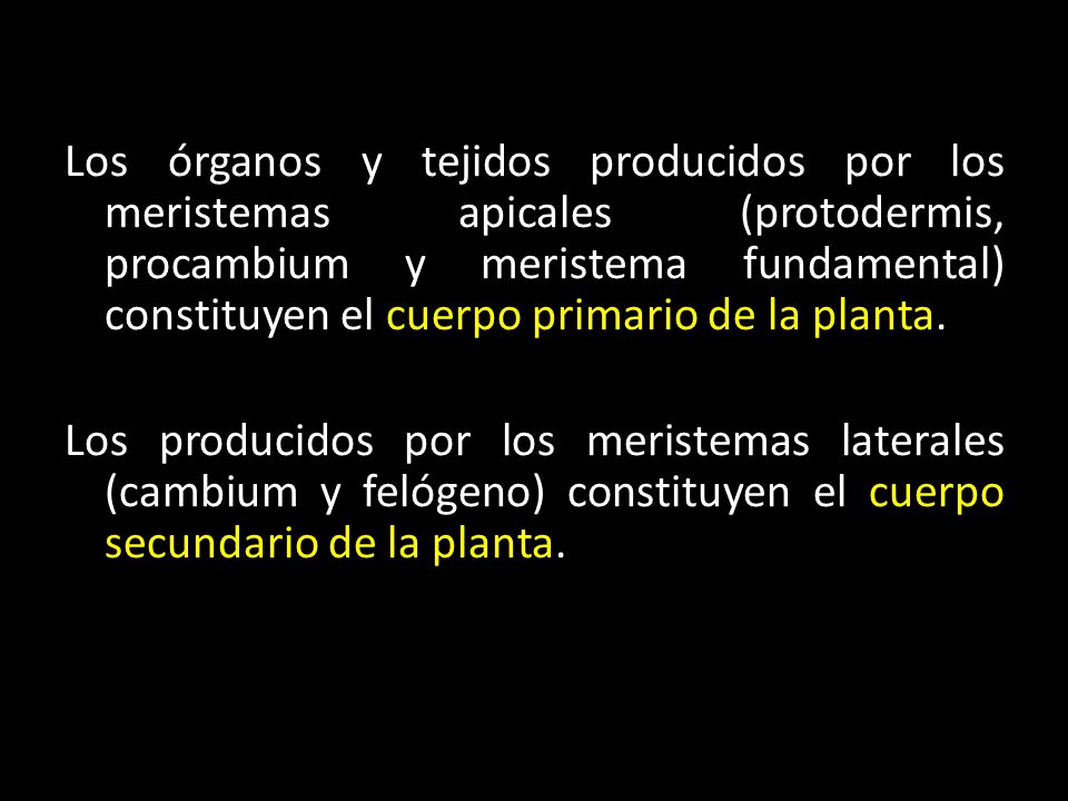 Los órganos y tejidos producidos por los meristemas apicales (protodermis, procambium y meristema fundamental) constituyen el cuerpo primario de la planta.