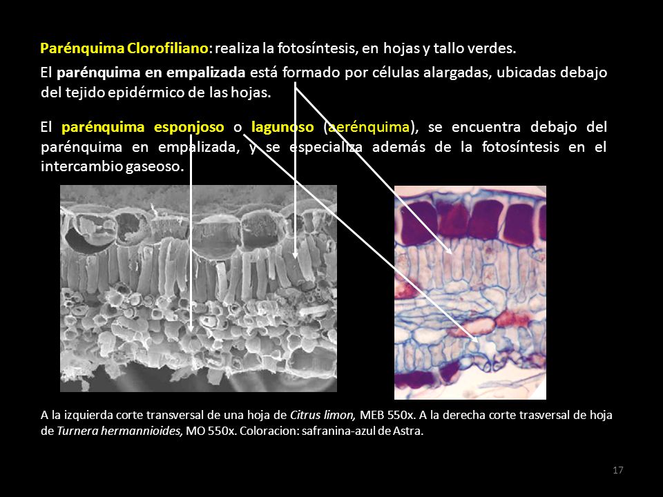 Parénquima Clorofiliano: realiza la fotosíntesis, en hojas y tallo verdes.