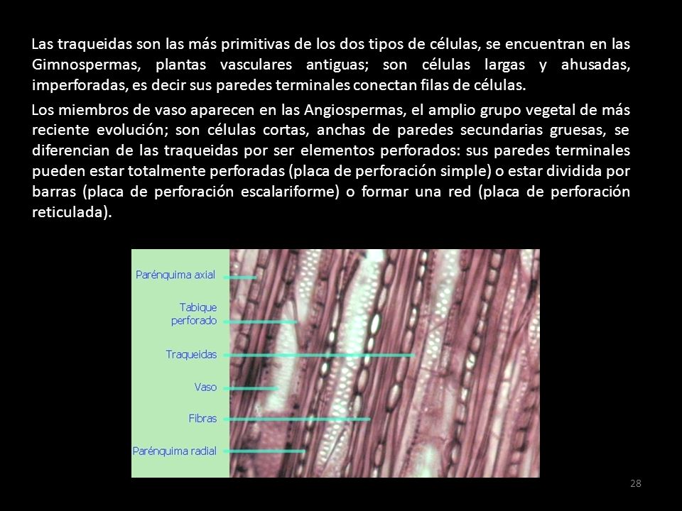 Las traqueidas son las más primitivas de los dos tipos de células, se encuentran en las Gimnospermas, plantas vasculares antiguas; son células largas y ahusadas, imperforadas, es decir sus paredes terminales conectan filas de células.