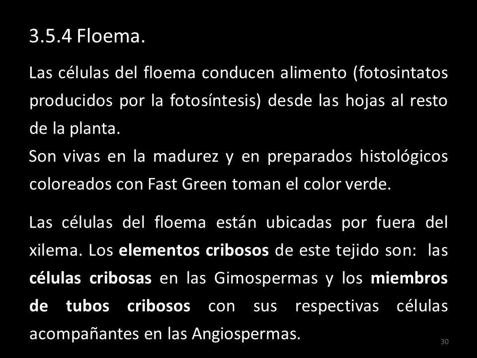3.5.4 Floema. Las células del floema conducen alimento (fotosintatos producidos por la fotosíntesis) desde las hojas al resto de la planta.