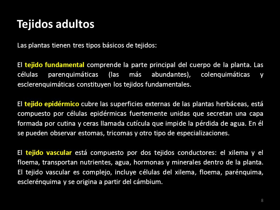 Tejidos adultos Las plantas tienen tres tipos básicos de tejidos: