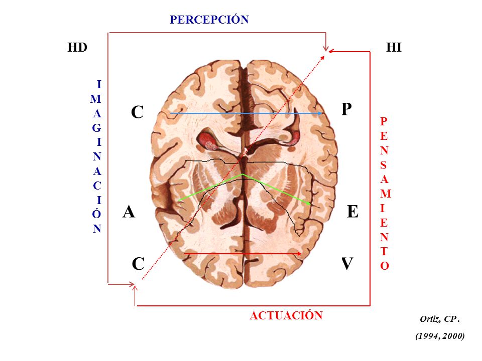 P C A E C V HD HI PERCEPCIÓN I M A G N P E C N S Ó A M I T O ACTUACIÓN
