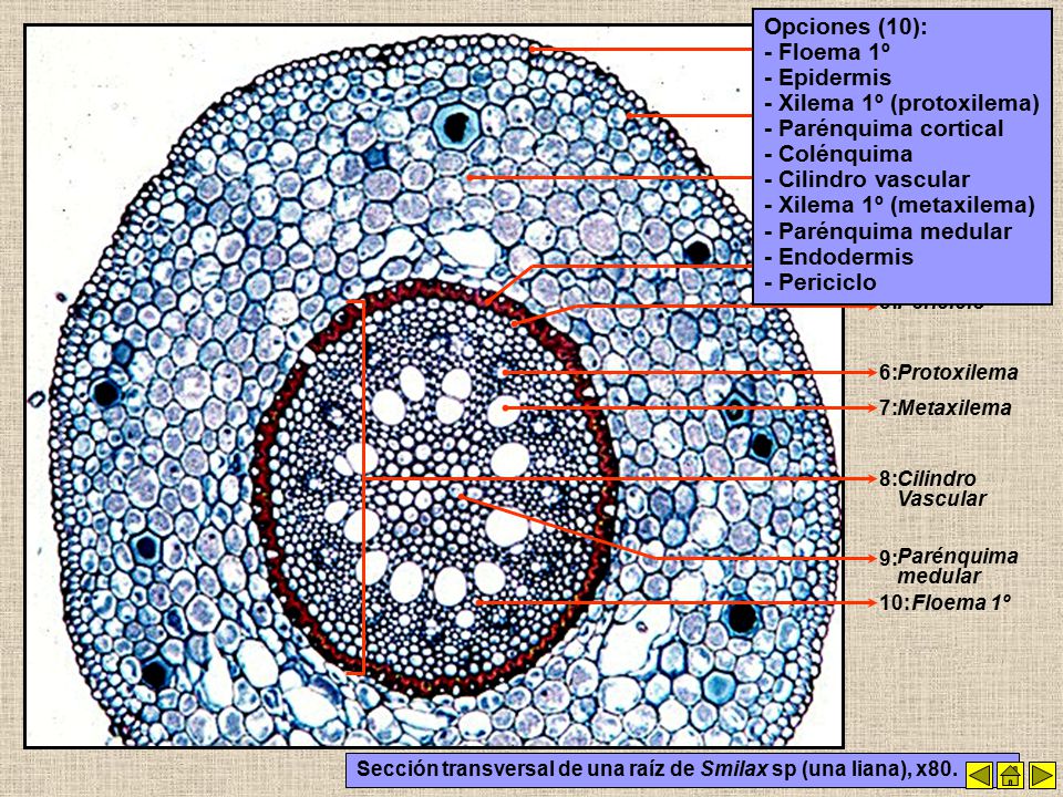 - Xilema 1º (protoxilema) - Parénquima cortical - Colénquima