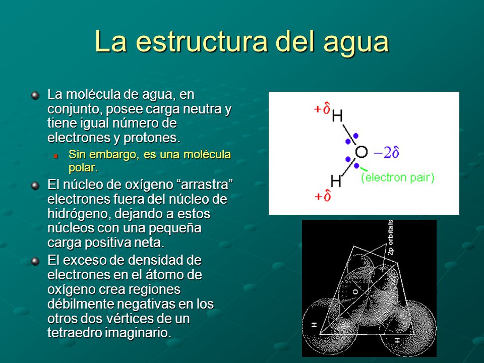 La estructura del agua La molécula de agua, en conjunto, posee carga neutra y tiene igual número de electrones y protones.