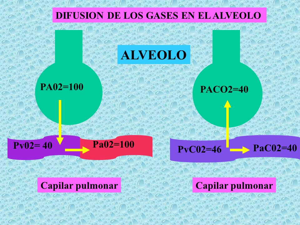 ALVEOLO DIFUSION DE LOS GASES EN EL ALVEOLO PA02=100 PACO2=40 Pv02= 40