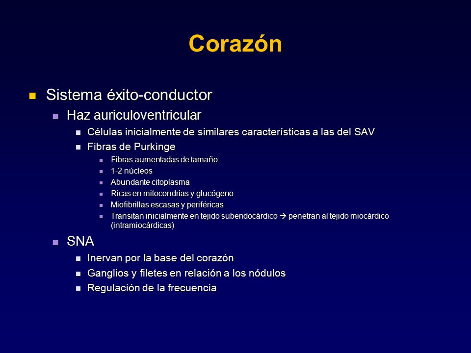 Corazón Sistema éxito-conductor Haz auriculoventricular SNA