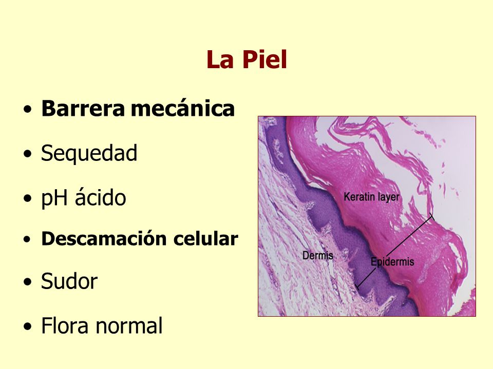 La Piel Barrera mecánica Sequedad pH ácido Sudor Flora normal