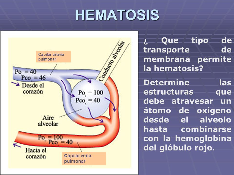 HEMATOSIS ¿ Que tipo de transporte de membrana permite la hematosis