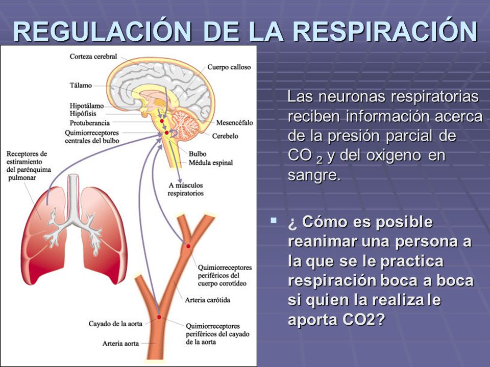 REGULACIÓN DE LA RESPIRACIÓN