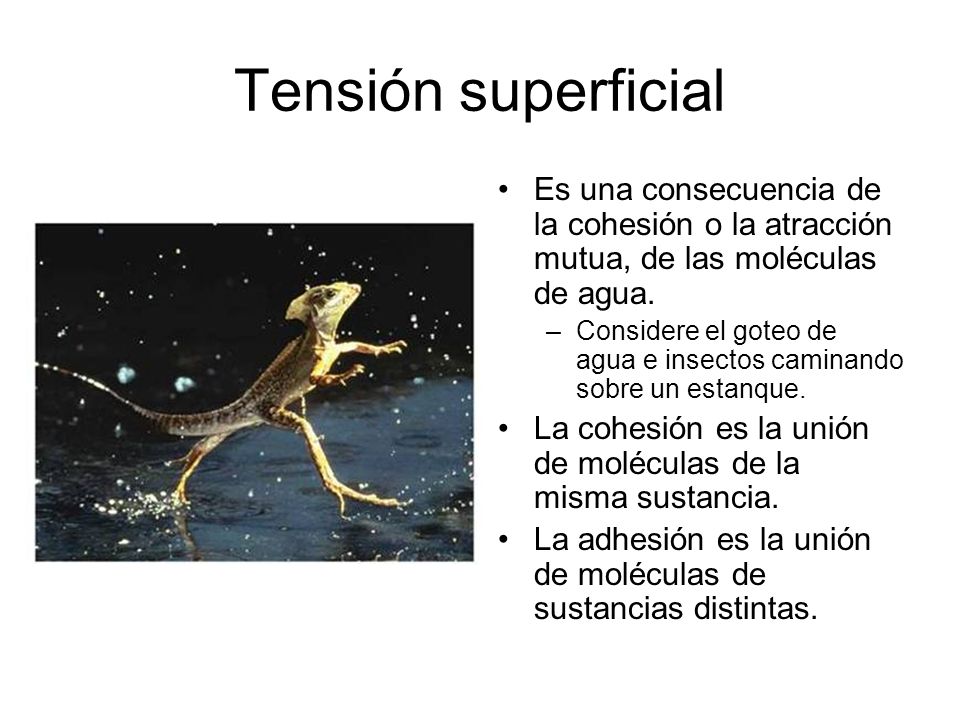 Tensión superficial Es una consecuencia de la cohesión o la atracción mutua, de las moléculas de agua.