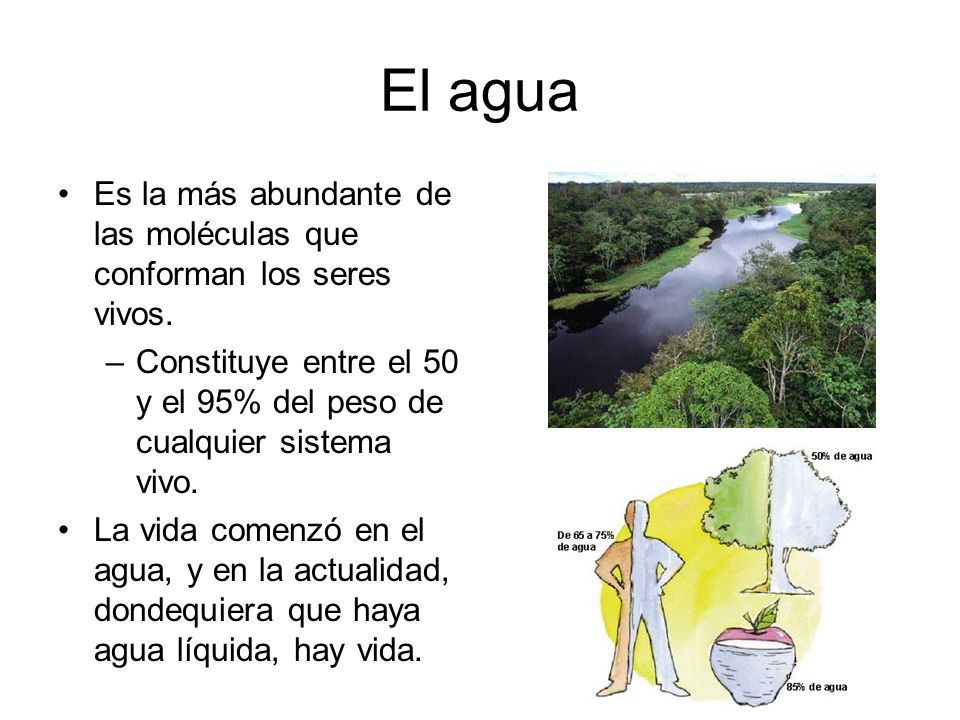 El agua Es la más abundante de las moléculas que conforman los seres vivos. Constituye entre el 50 y el 95% del peso de cualquier sistema vivo.
