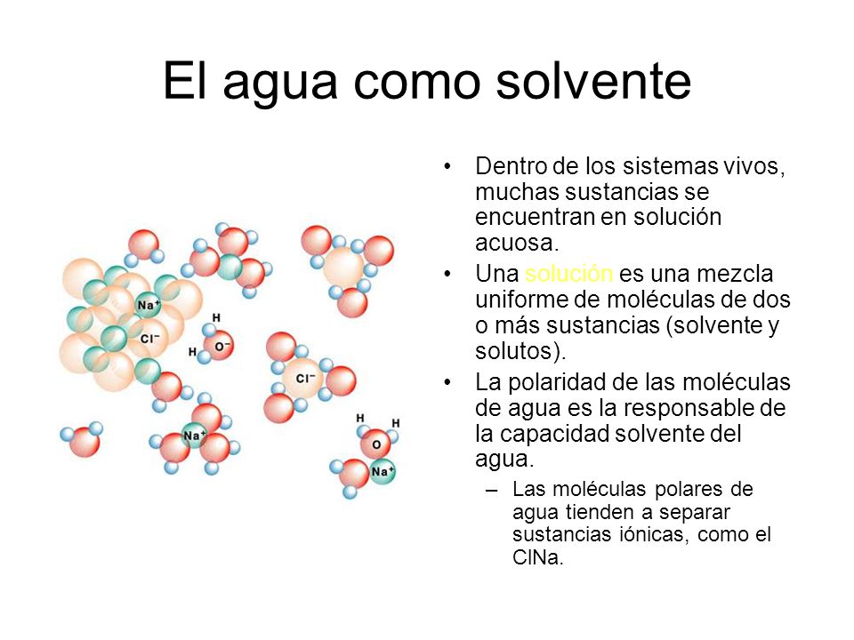 El agua como solvente Dentro de los sistemas vivos, muchas sustancias se encuentran en solución acuosa.