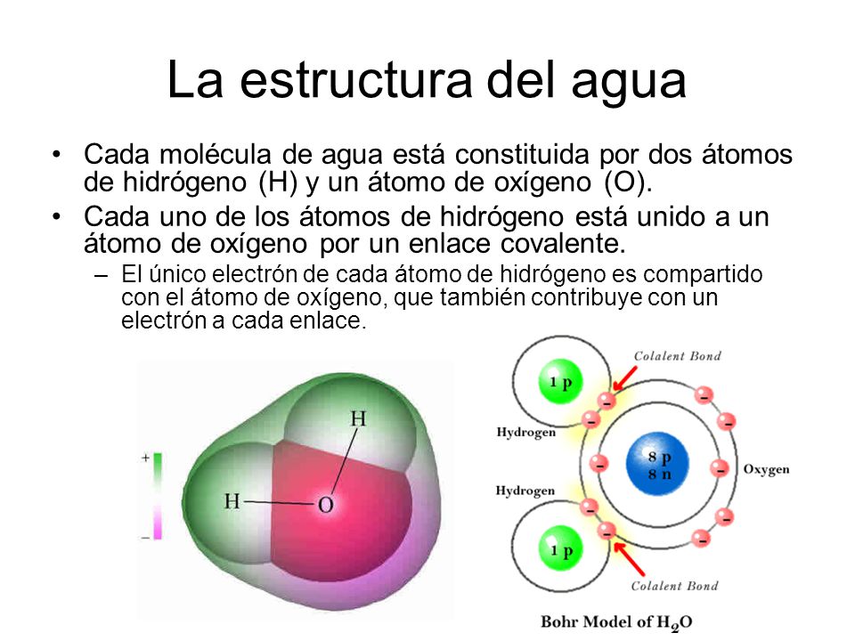 La estructura del agua Cada molécula de agua está constituida por dos átomos de hidrógeno (H) y un átomo de oxígeno (O).
