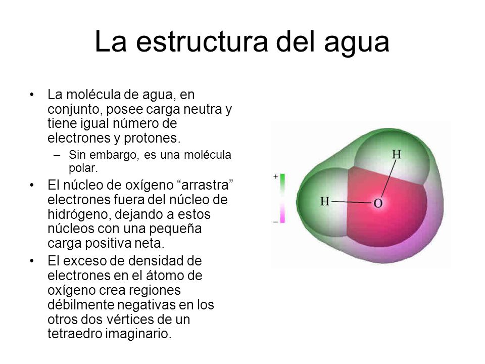 La estructura del agua La molécula de agua, en conjunto, posee carga neutra y tiene igual número de electrones y protones.