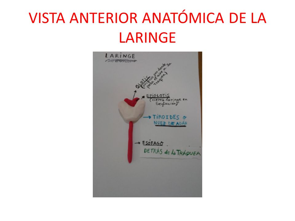 VISTA ANTERIOR ANATÓMICA DE LA LARINGE