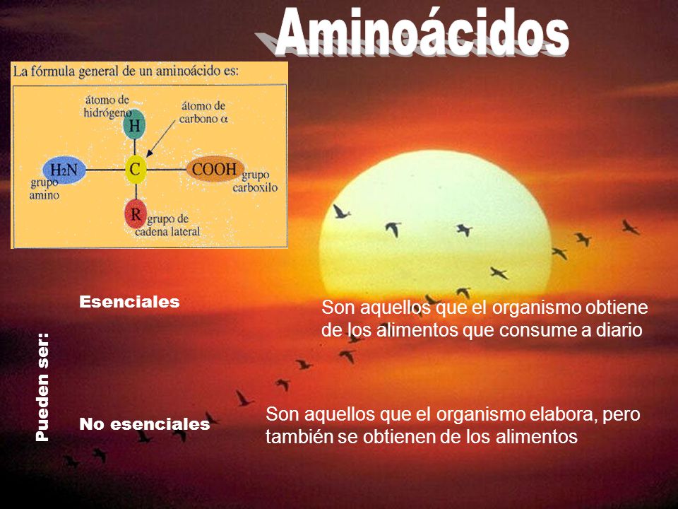 Aminoácidos Pueden ser: Esenciales. No esenciales. Son aquellos que el organismo obtiene de los alimentos que consume a diario.