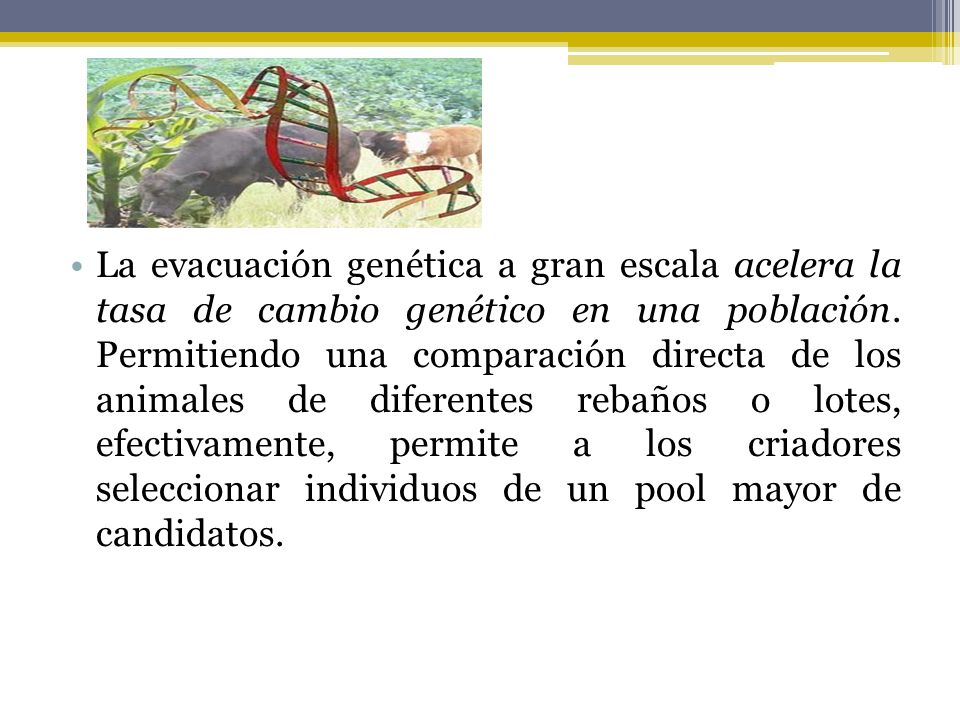 La evacuación genética a gran escala acelera la tasa de cambio genético en una población.