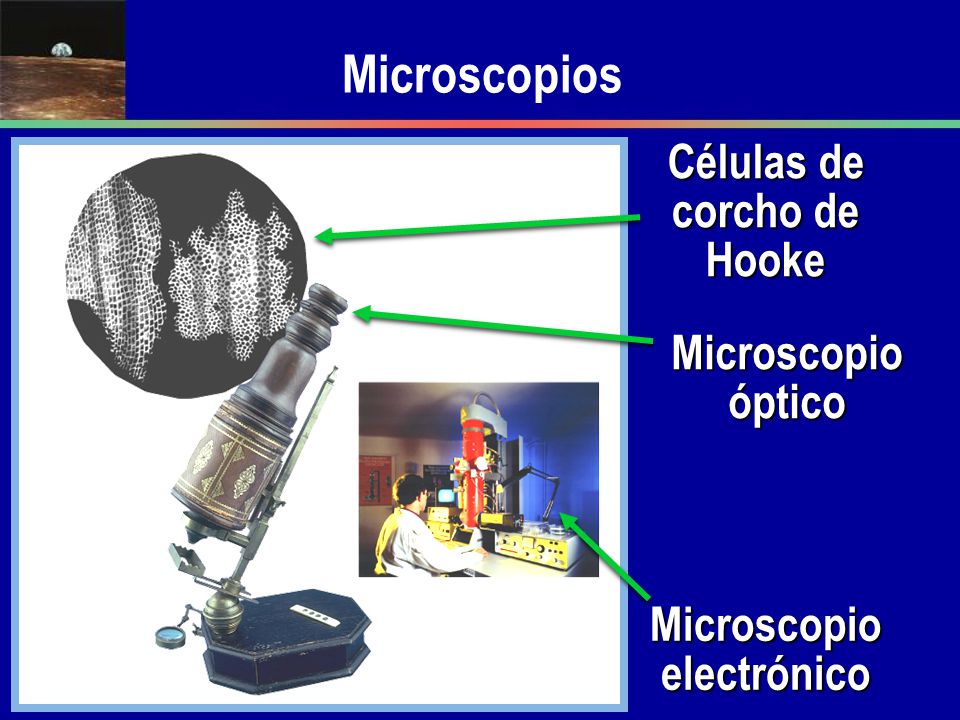 Células de corcho de Hooke Microscopio electrónico