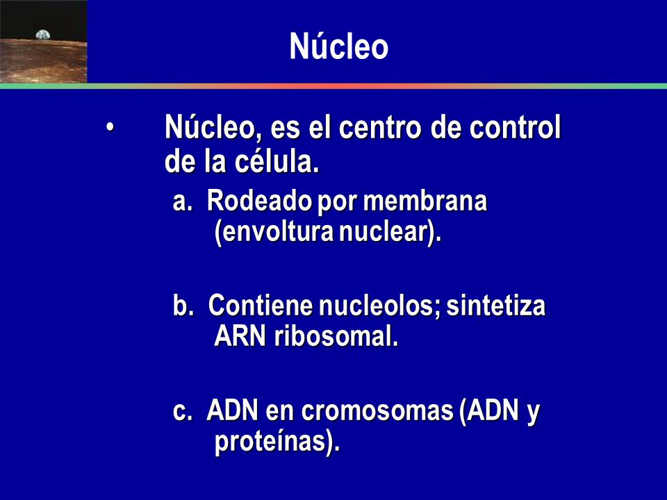 Núcleo Núcleo, es el centro de control de la célula.