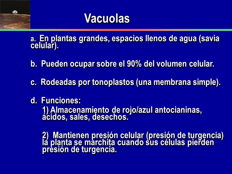 Vacuolas b. Pueden ocupar sobre el 90% del volumen celular.