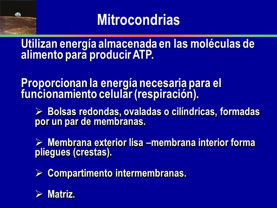 Mitrocondrias Utilizan energía almacenada en las moléculas de alimento para producir ATP.