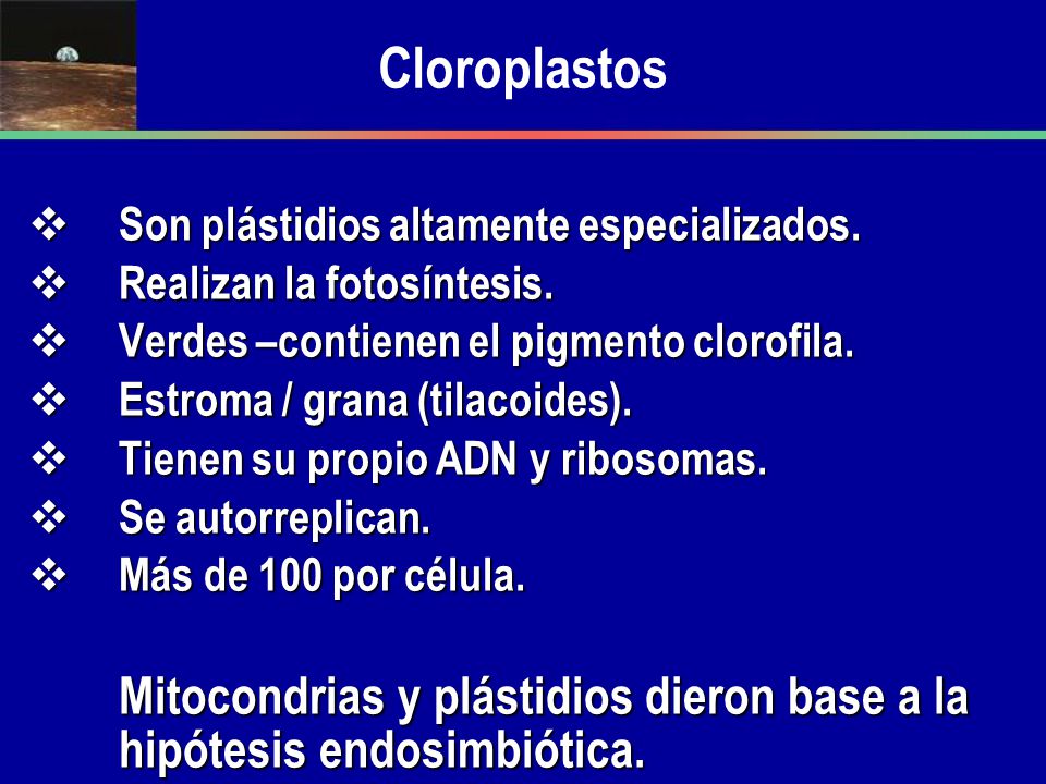 Cloroplastos Son plástidios altamente especializados. Realizan la fotosíntesis. Verdes –contienen el pigmento clorofila.