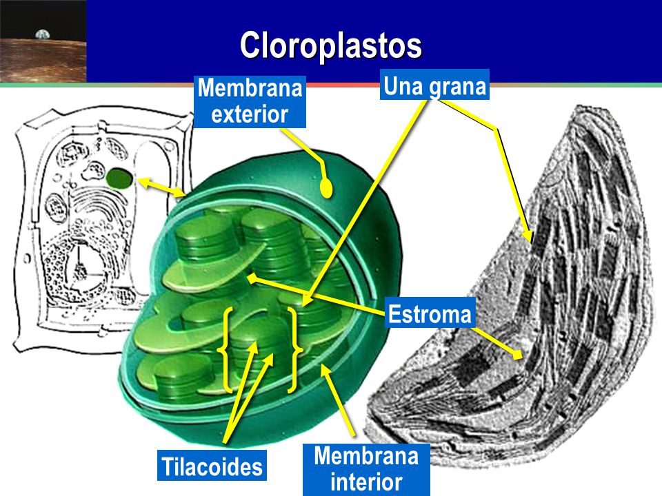 Cloroplastos Una grana Membrana exterior Estroma Membrana interior