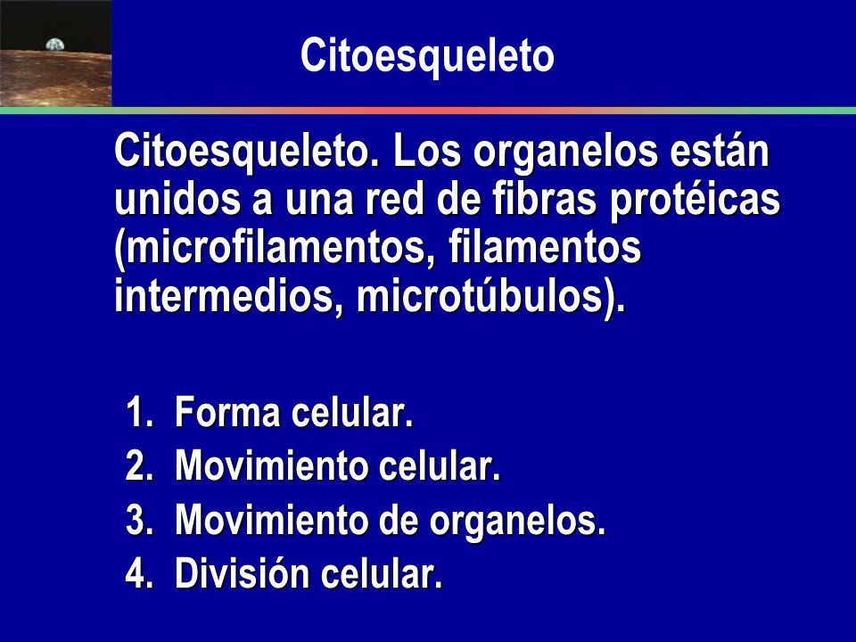 Citoesqueleto Citoesqueleto. Los organelos están unidos a una red de fibras protéicas (microfilamentos, filamentos intermedios, microtúbulos).