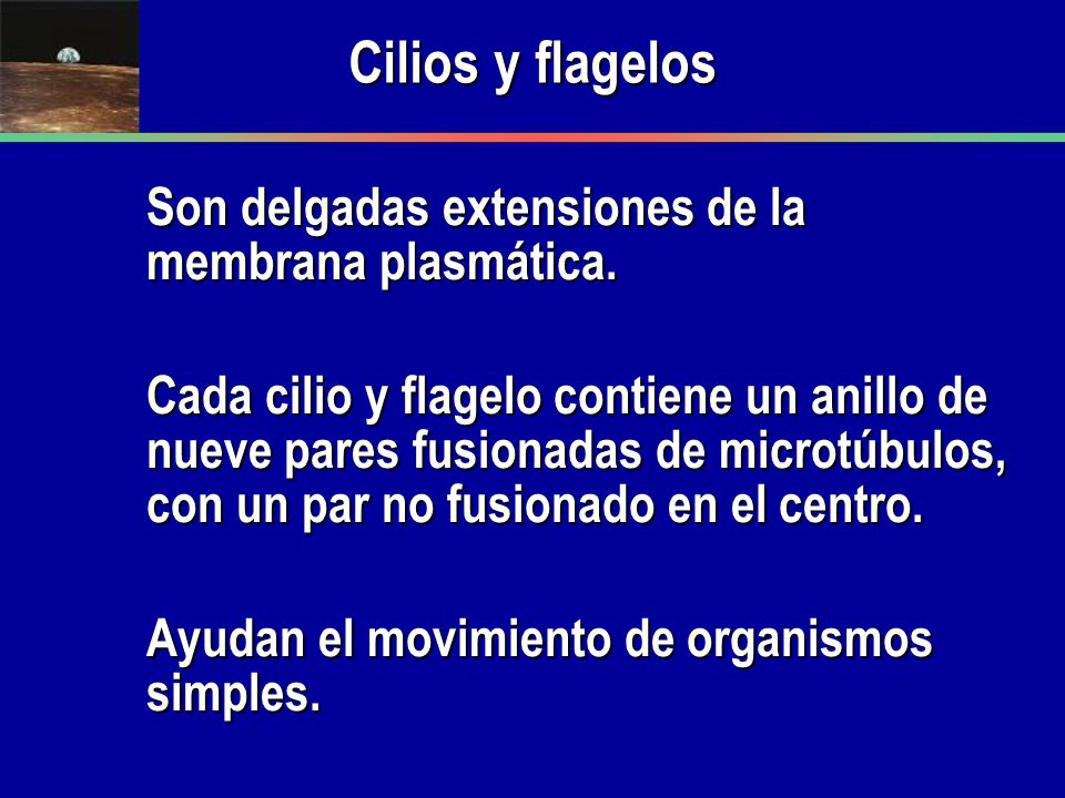 Cilios y flagelos Son delgadas extensiones de la membrana plasmática.