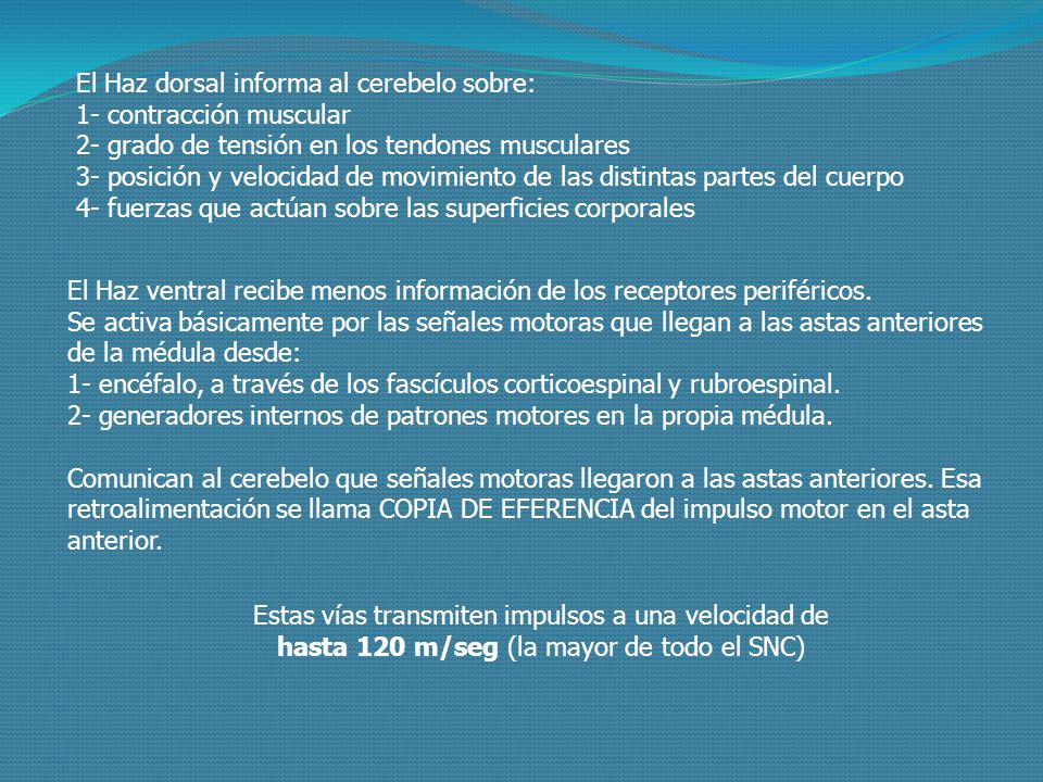 El Haz dorsal informa al cerebelo sobre:
